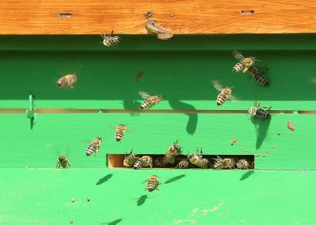 OTVORITEV IN PREDAJA ČEBELJNJAKA 04 FOTO LJUBO VUKELIČ